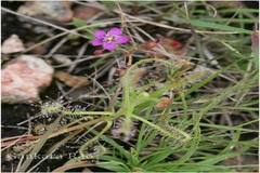 Drosera indica